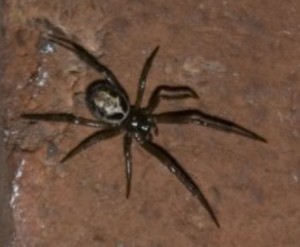 False Widow spiders